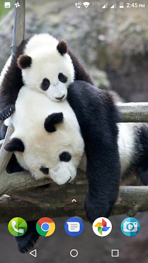 Panda Wallpaper HD Screenshot 0