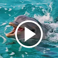 Dolphin Video Wallpapers