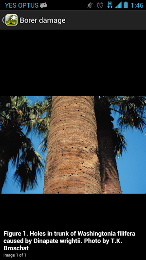 Palm Symptoms Key Screenshot 3