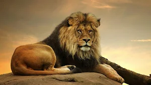 Angry Lion Jungle Attack Screenshot 1