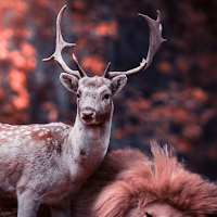 Deer Wallpaper