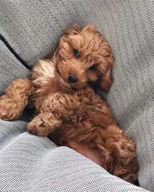 Poodle Dog Wallpapers Screenshot 3