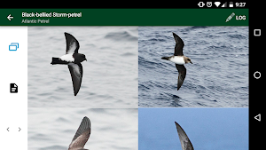 Antarctic Wildlife Guide Screenshot 3