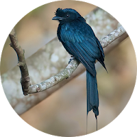 Drongo Bird Sounds