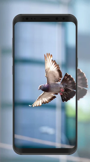 Pigeon Wallpaper Screenshot 2
