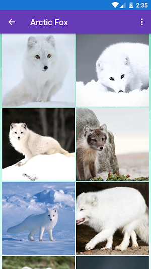 Arctic Fox, Baby Fox, Fox Wallpapers Screenshot 0