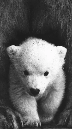 baby polar bear wallpaper Screenshot 0