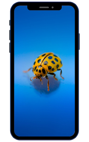 Ladybug Wallpapers Screenshot 2