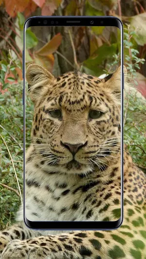 Cheetah Wallpapers Screenshot 3