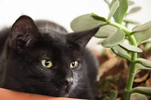 Black cats wallpapers Screenshot 0