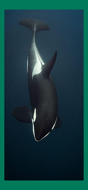 Orca Whale Wallpaper Live HD Screenshot 1