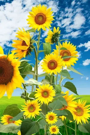 Sunflower Wallpaper Screenshot 1