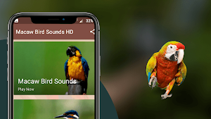 Macaw Bird Sounds Screenshot 0