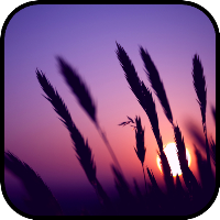 Sunset Wallpaper
