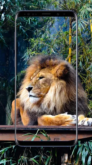 Lion Wallpapers Screenshot 2