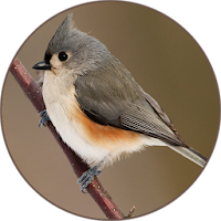 Birds Sounds Relax and Ringtones