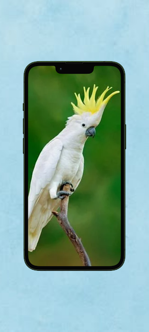 Kakatua WalL Screenshot 3