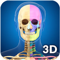 Skeleton Anatomy Pro.