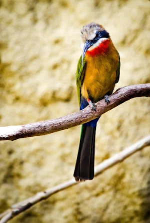 European bee eater Wallpapers Screenshot 1
