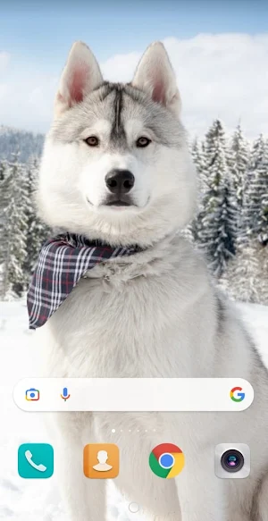 Dog cute wallpaper Screenshot 0