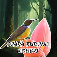 Suara Burung Kolibri Kelapa