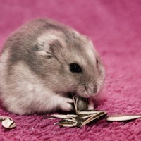 Cute Hamster Wallpapers