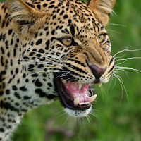 Leopard Sounds