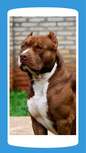 Pit Bull Wallpaper HD 4K Screenshot 0