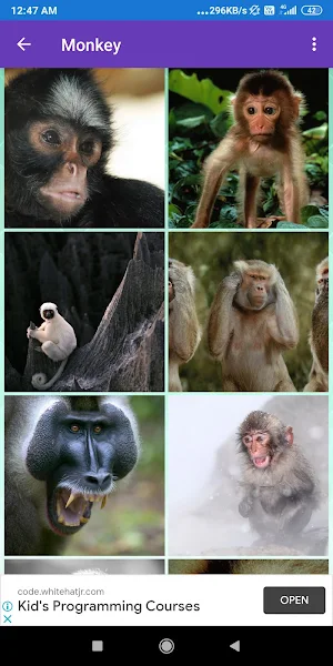 Bonobo, Chimpanzee, Gorilla, Monkey Wallpapers Screenshot 0