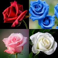 Beautiful Rose Wallpaper