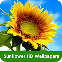 Sunflower HD Wallpapers