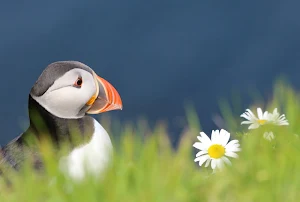 Atlantic Puffin Wallpaper HD screenshot 7