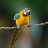 Macaw Bird Sounds