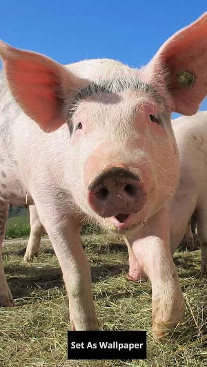 pig wallpaper Screenshot 0