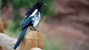 Magpie Sounds - Hunting calls Screenshot 3