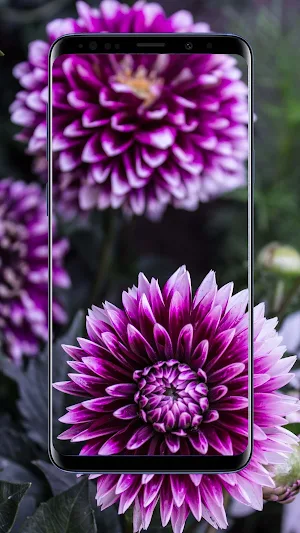 Dahlias Flower Wallpapers Screenshot 1
