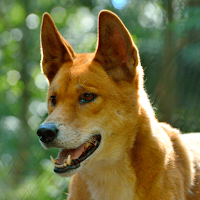 Dingo sounds