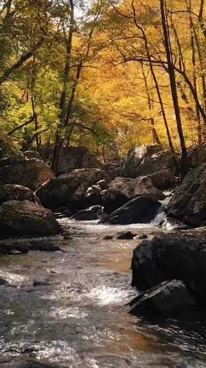 NATURAL LIVE Screenshot 3