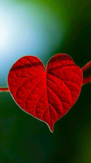 Red Wallpapers Screenshot 0