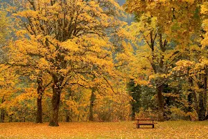 Tree Wallpapers Screenshot 1