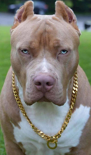 Pitbull Wallpaper Screenshot 3