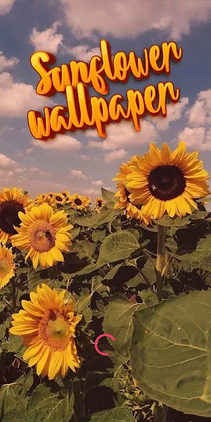 sunflower wallpaper Screenshot 0