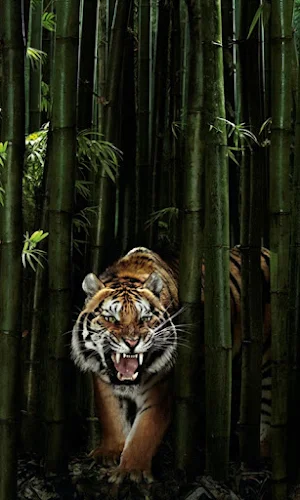 Tiger Wallpapers Screenshot 0