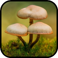 Mushroom Wallpapers