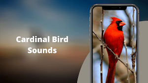 Cardinal Bird Sounds Screenshot 0