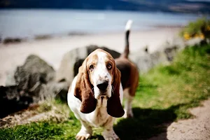 basset hound dog wallpaper HD Screenshot 1