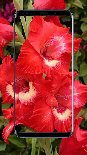 Gladiolus Flower Wallpapers Screenshot 0