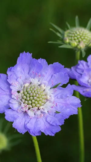 Scabiosa Wallpaper Screenshot 2