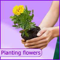 The flowers - plant identifier