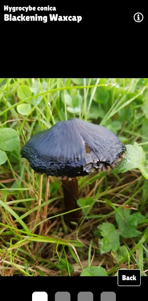 Peachy Steve's UK Waxcaps Screenshot 2